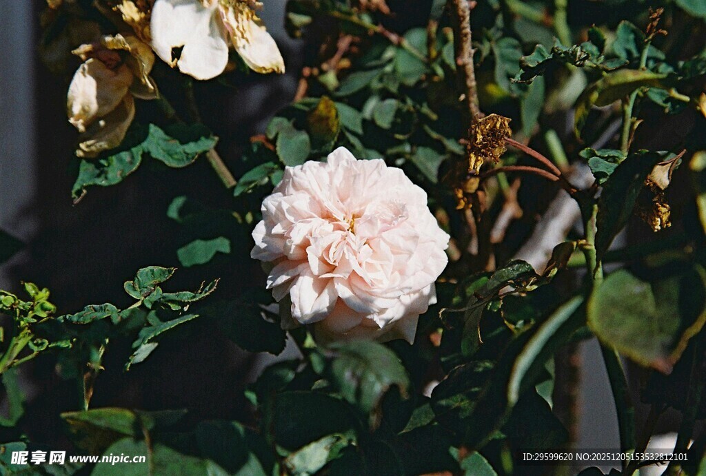 娇艳粉玫瑰绽放绿叶间