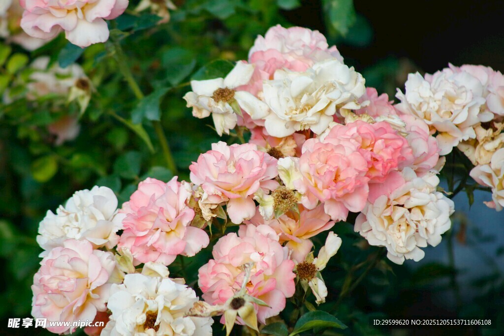 粉色蔷薇花绽放