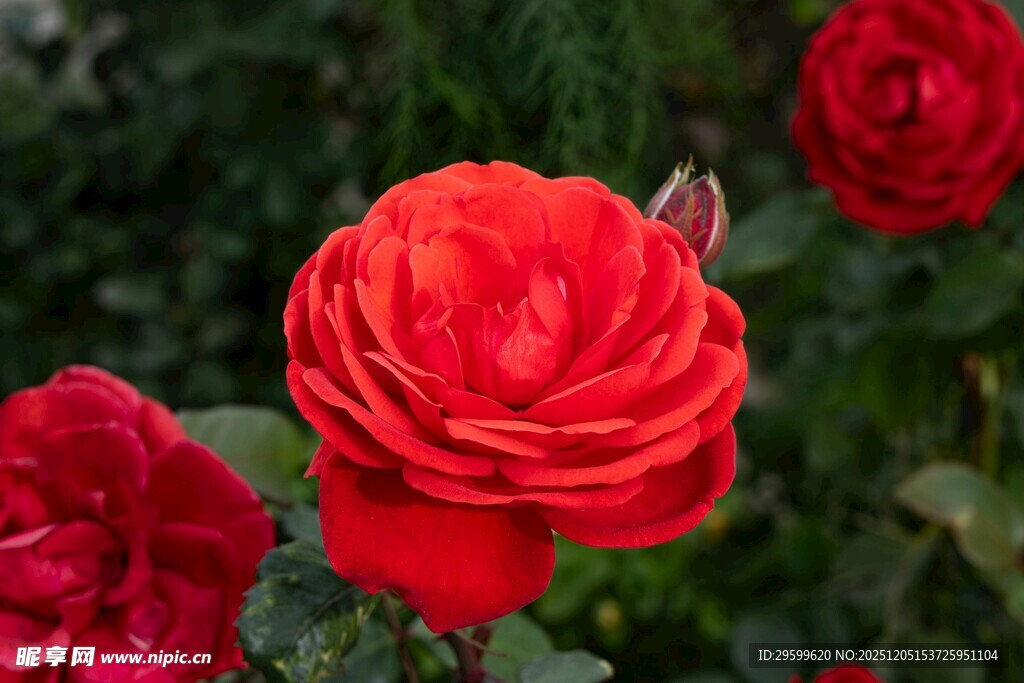 娇艳红玫瑰绽放