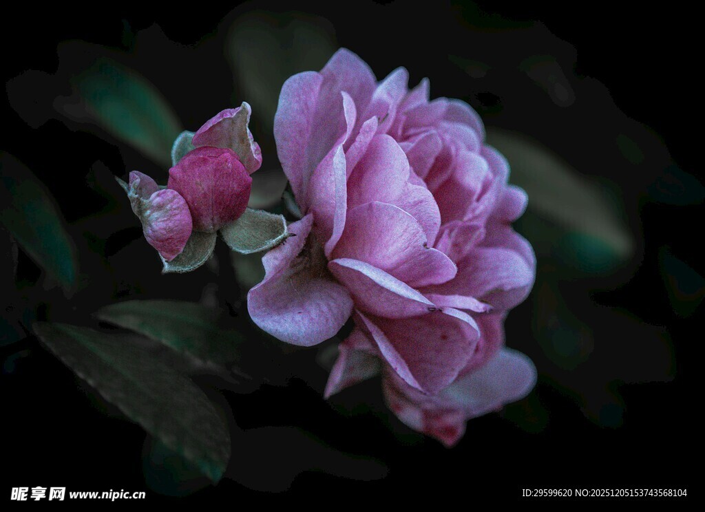 粉紫娇艳月季花