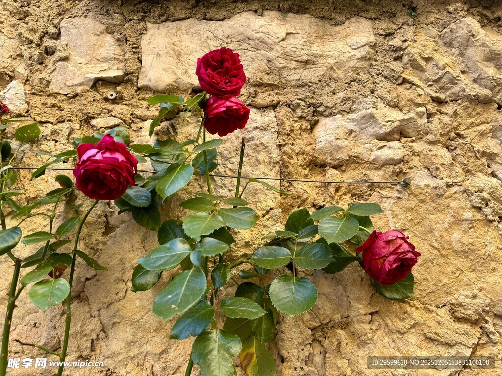 石墙旁娇艳的三朵红玫瑰