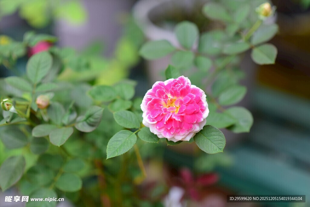 娇艳粉色小花绽放绿叶间