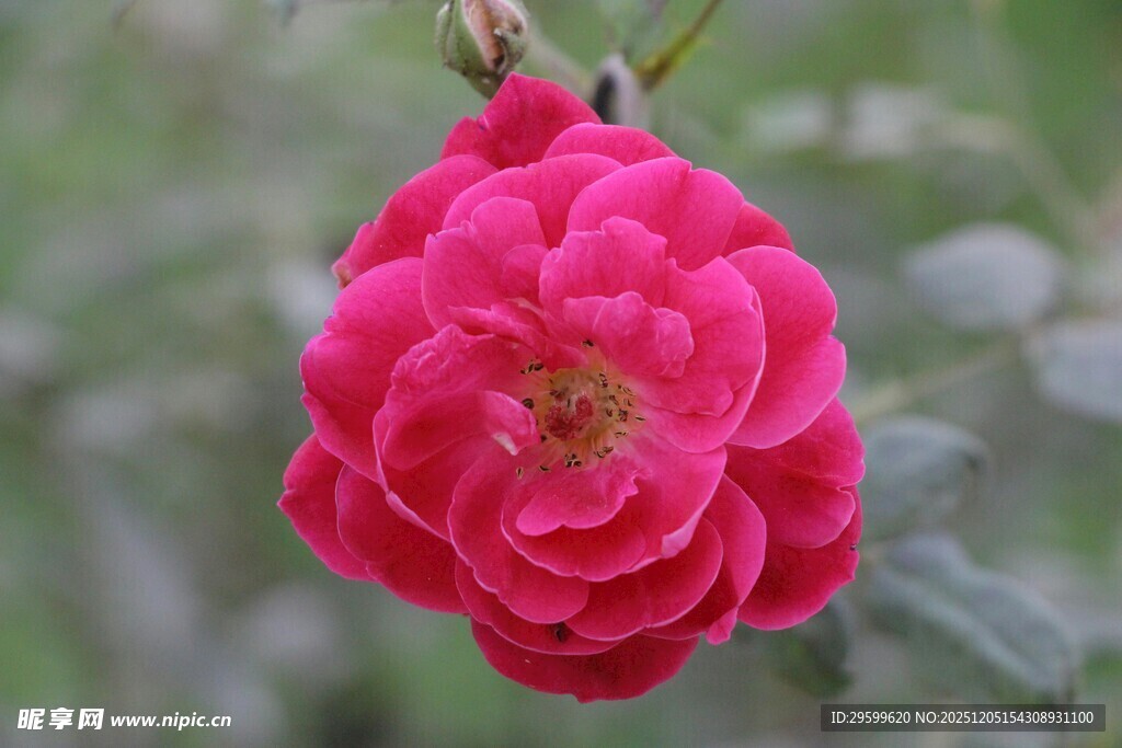 娇艳欲滴的粉红色月季花