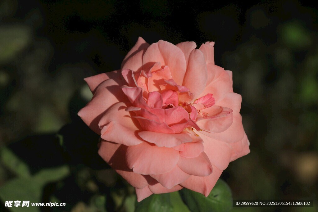 娇艳粉色月季花