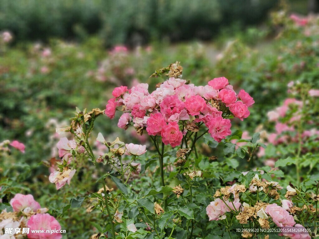 娇艳蔷薇绽放于绿意间