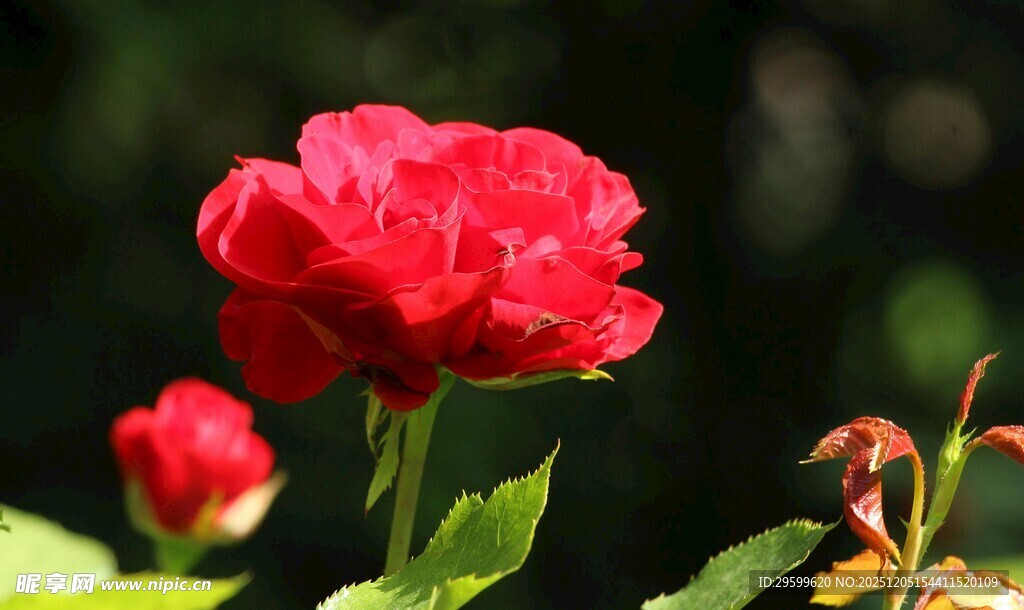 娇艳红玫瑰绽放