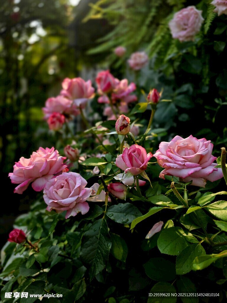 粉色蔷薇绽放于绿叶间