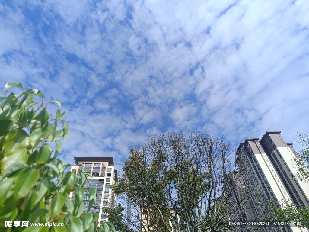 城市上空的蓝天绿树景观