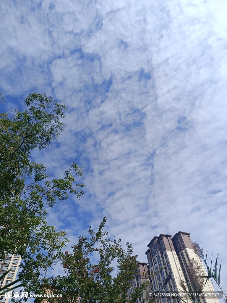 蓝天白云下的城市绿植景观