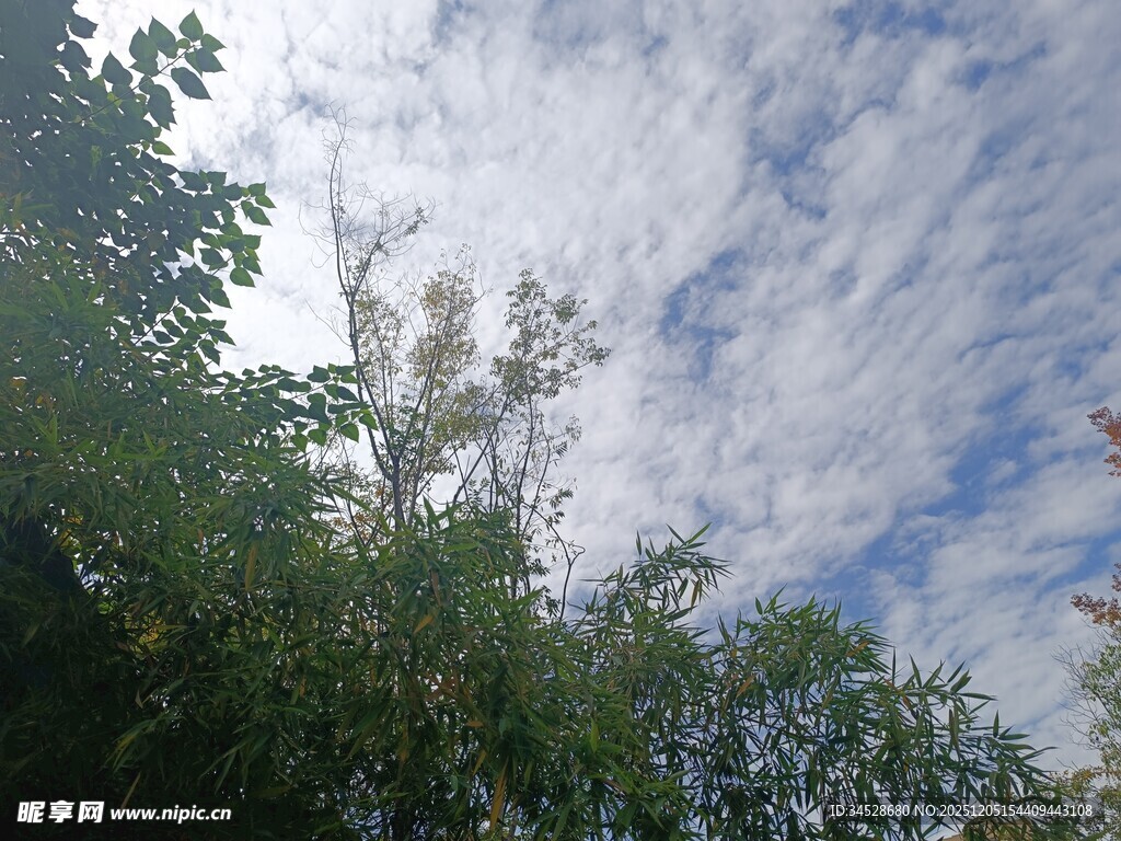 蓝天白云下的葱郁树木
