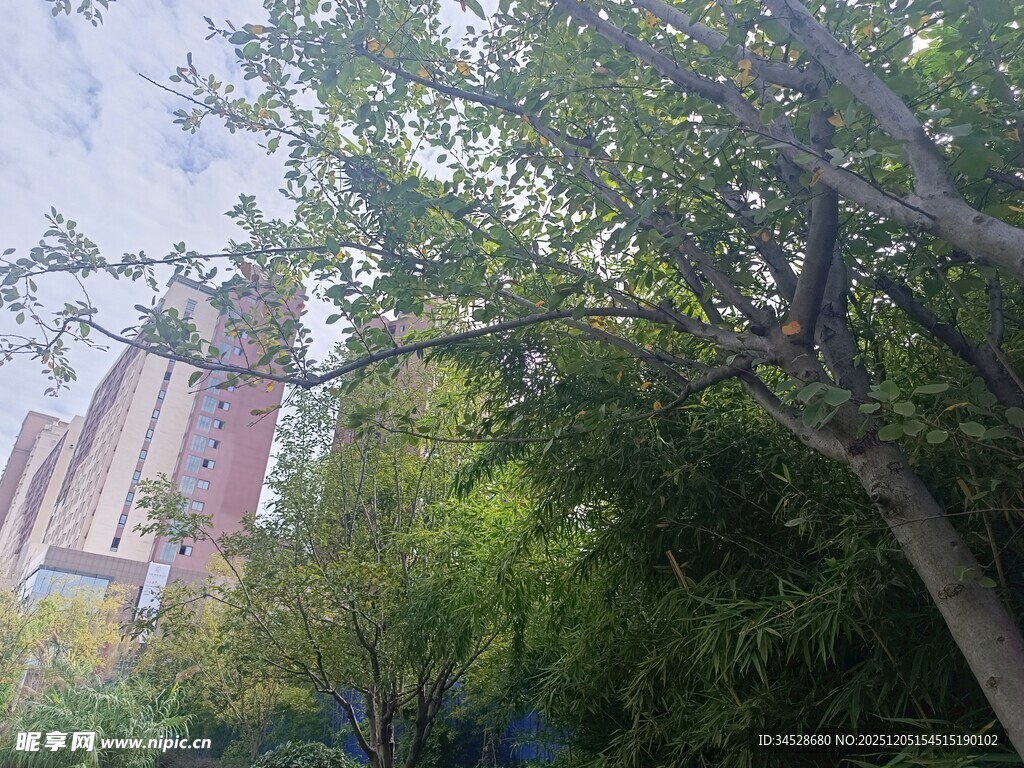 城市中繁茂绿树景观