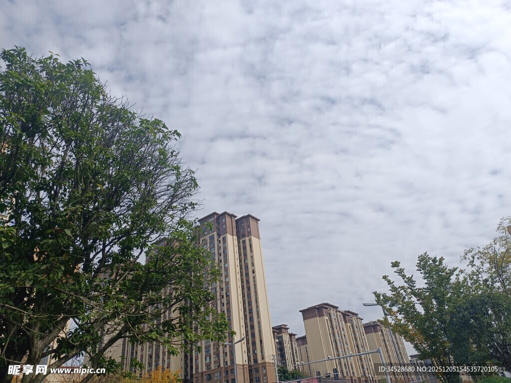 城市中林立的高楼与绿树