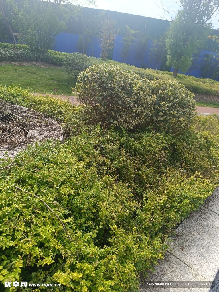 户外绿植景观一角