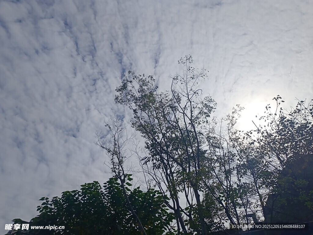 阳光下的树木与斑驳天空