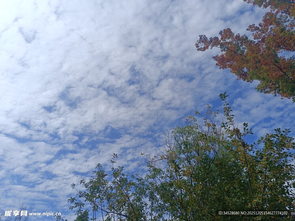 蓝天白云下的树梢景致