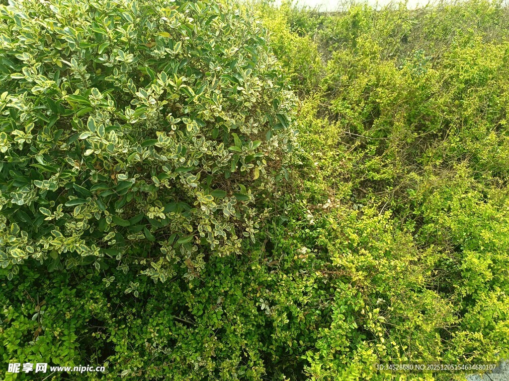 繁茂绿植景观