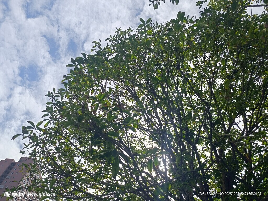 蓝天映衬下的繁茂绿树