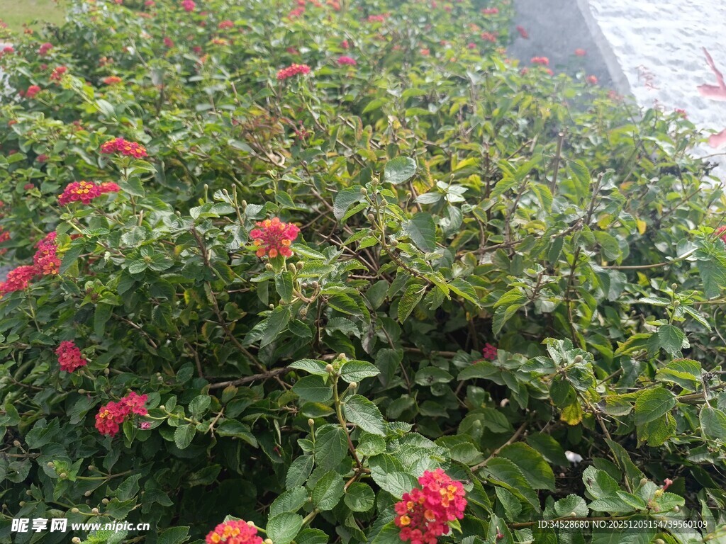 盛开的红色花卉绿植景观