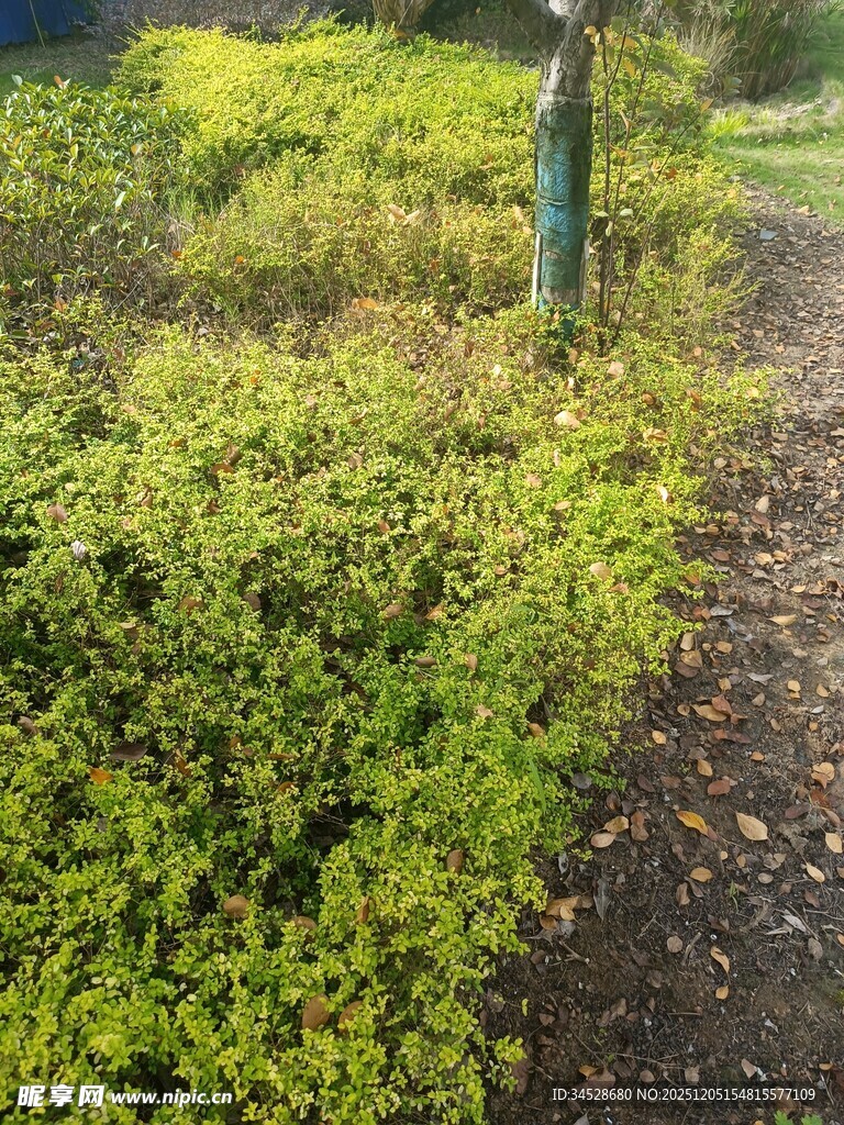 绿意盎然的小径旁灌木丛