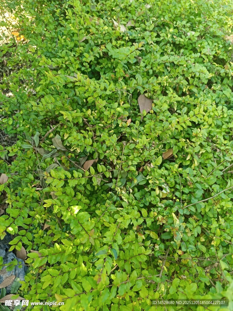 翠绿繁茂的地面绿植景观