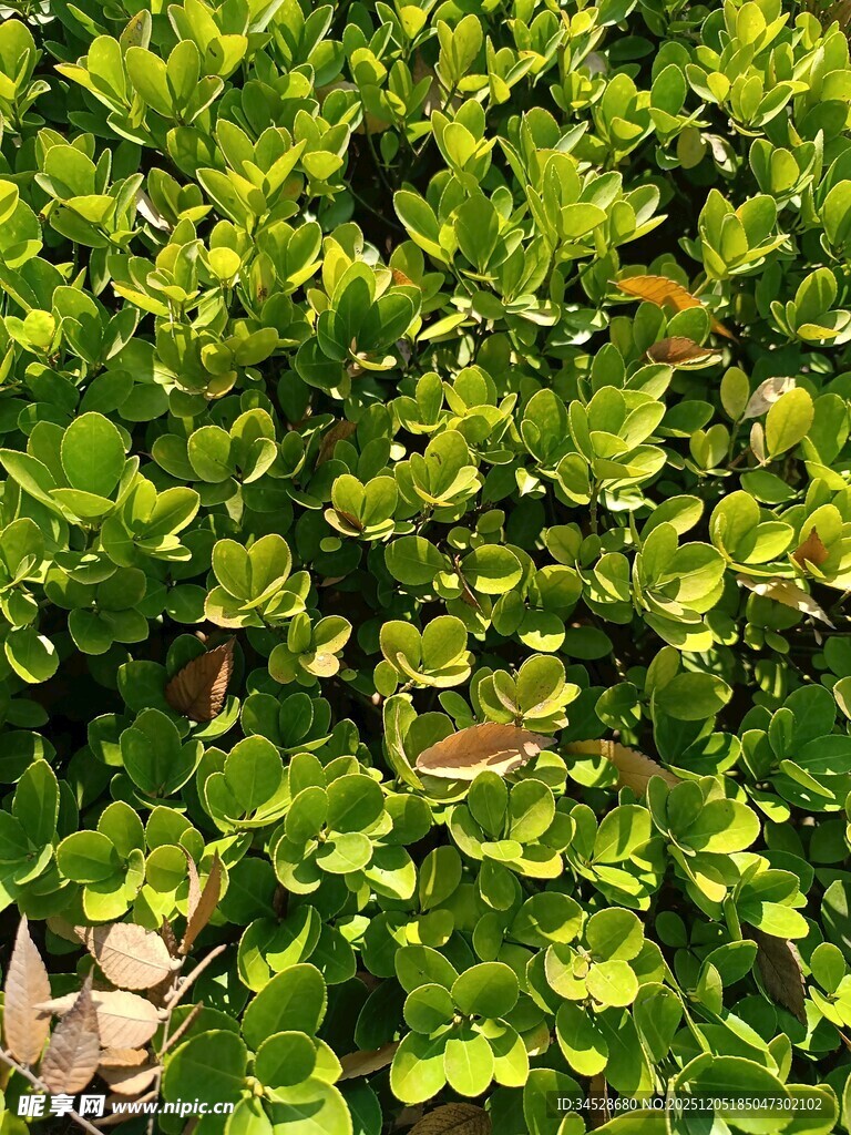 翠绿繁茂的叶片景观