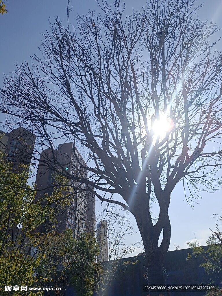 阳光下的光秃树木