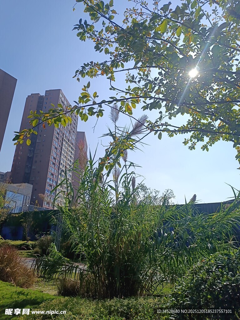 阳光洒落城市中的绿意角落