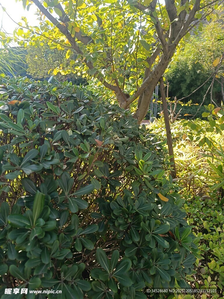 阳光下的繁茂绿植