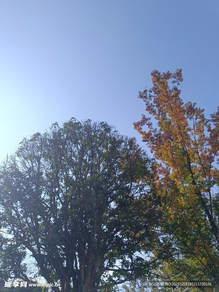 秋日树梢与蓝天美景