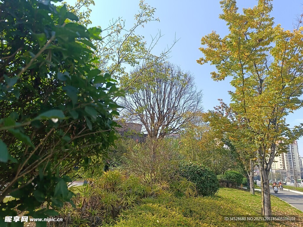 秋日城市绿植景观