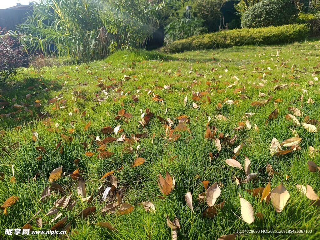 草地散落枯叶的自然景象