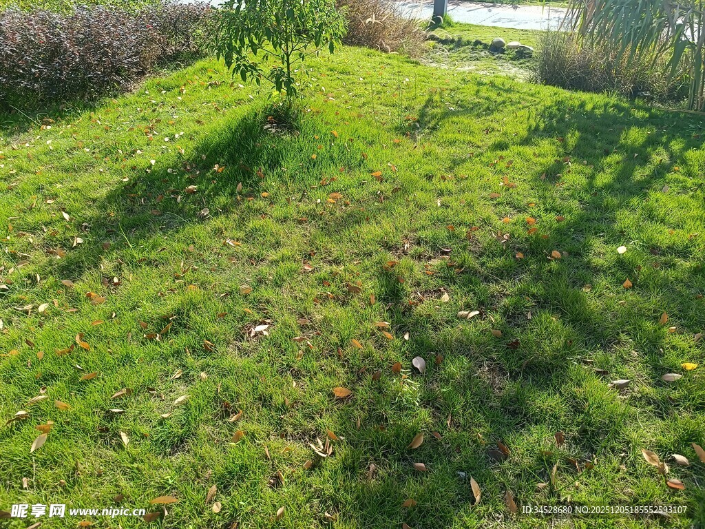 阳光下的翠绿草地景观