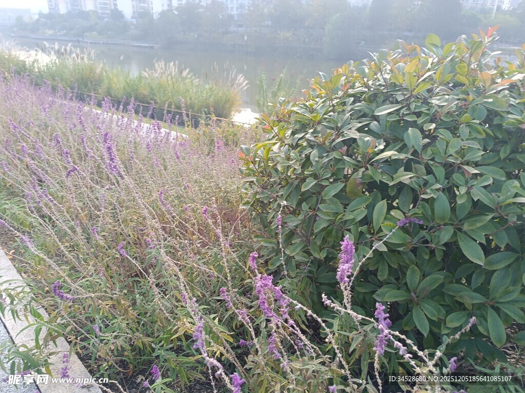 晨雾中的花草景观