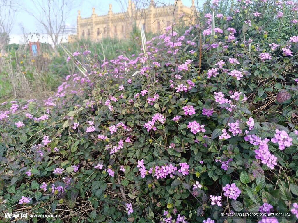 盛开的紫色花丛