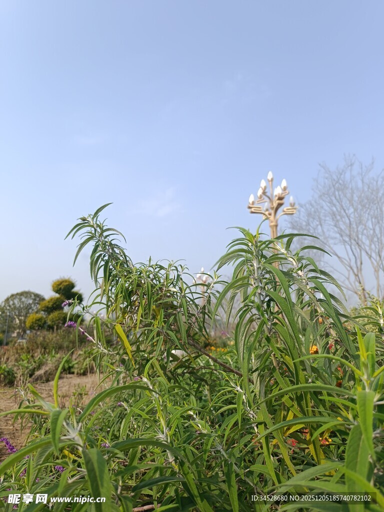 野外繁茂的绿色植物景观