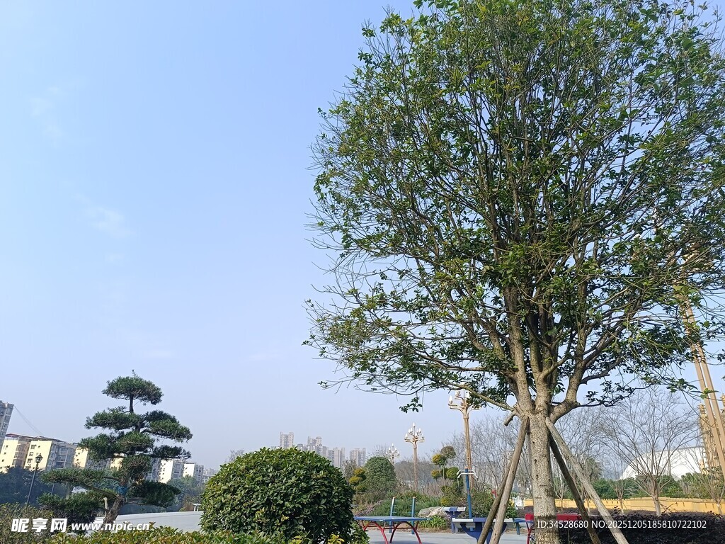 户外挺拔绿树与背景景观