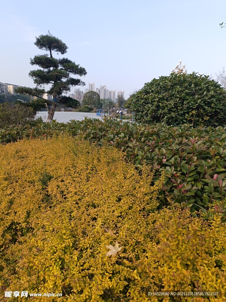 秋日金黄植物景观