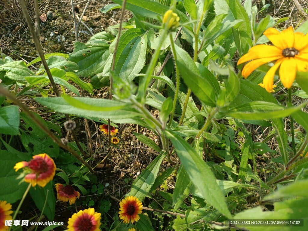 野外绽放的多彩黑心菊