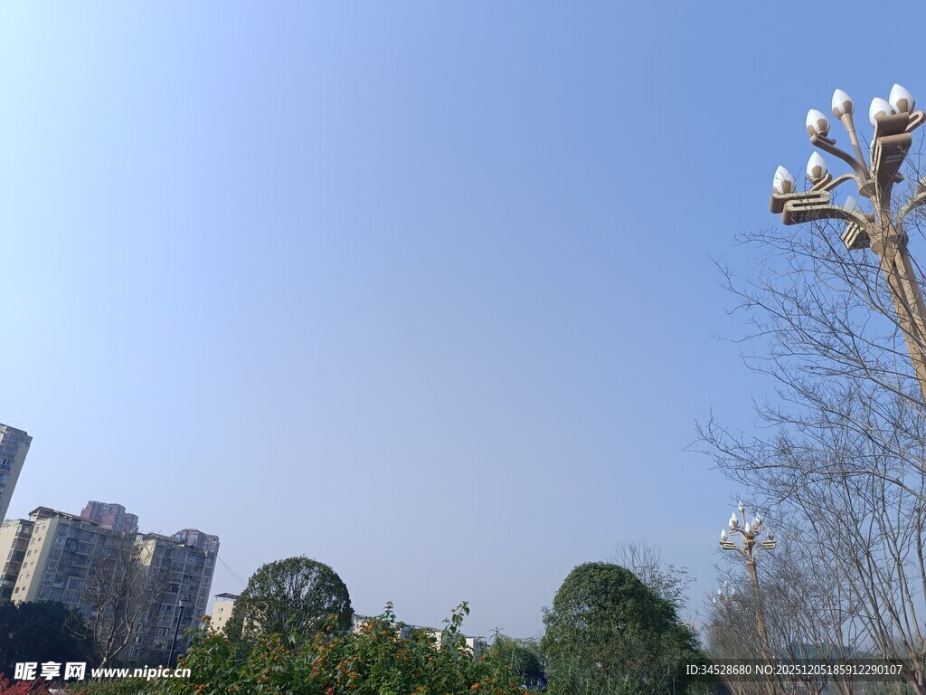 城市景观中的光秃树木