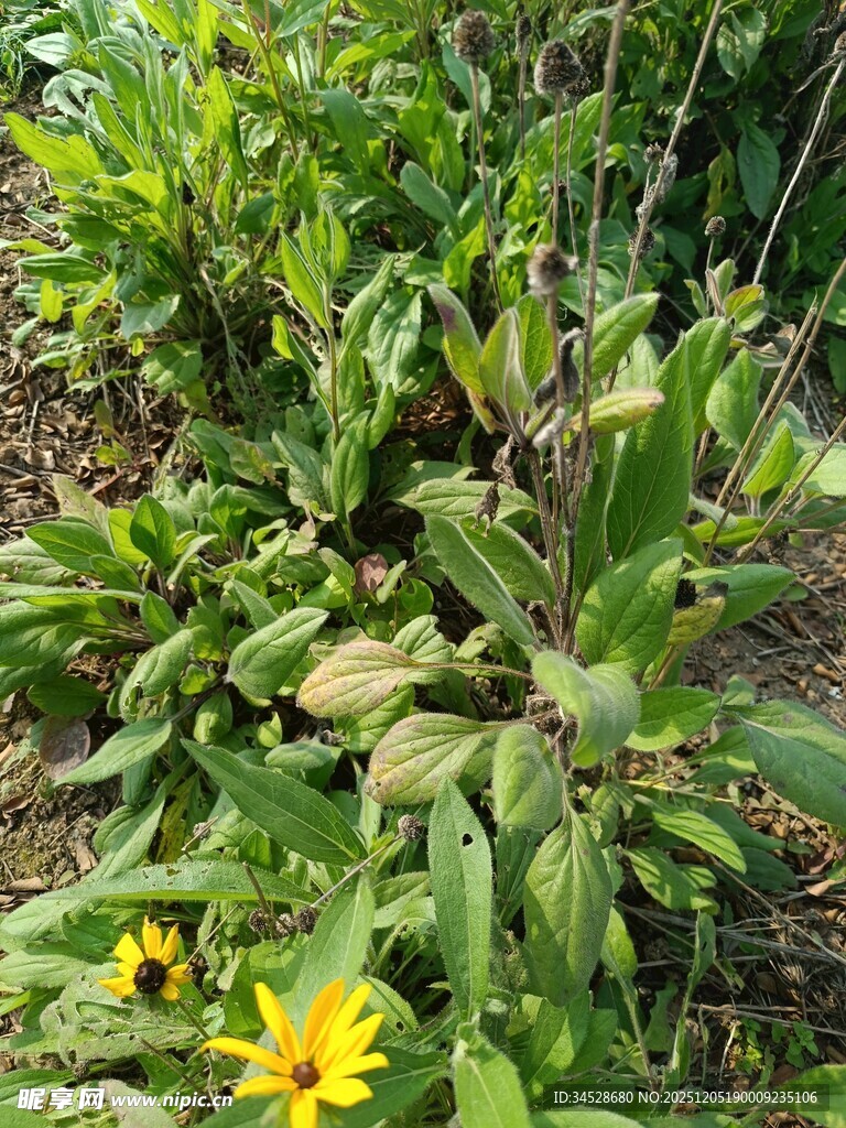 绿叶间绽放的黄色小花