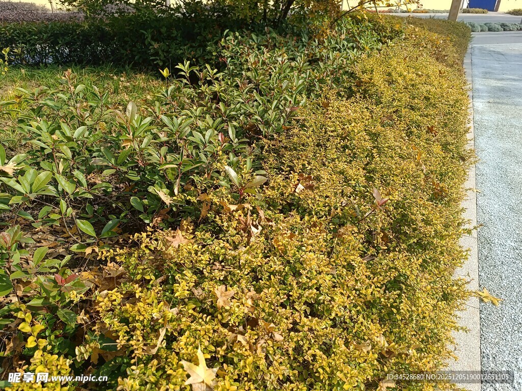 路边绿植景观
