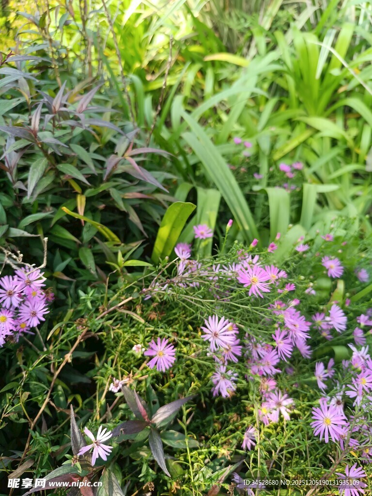 繁茂花丛中的紫色小花