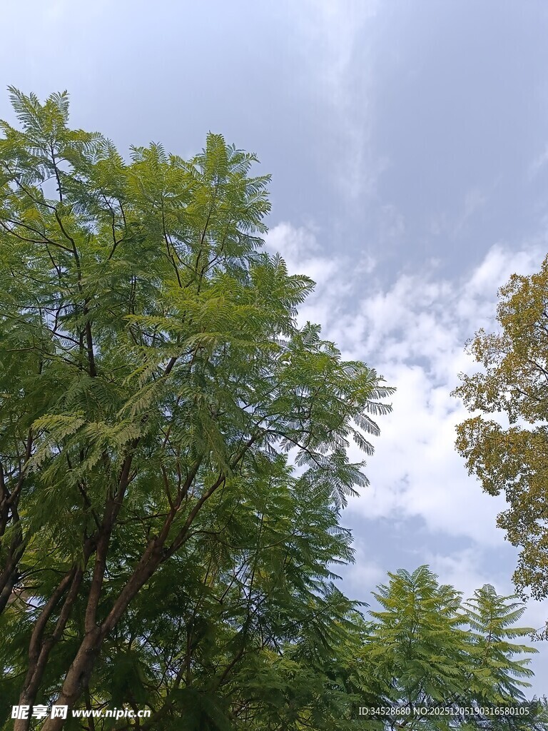 夏日林间树梢与蓝天白云