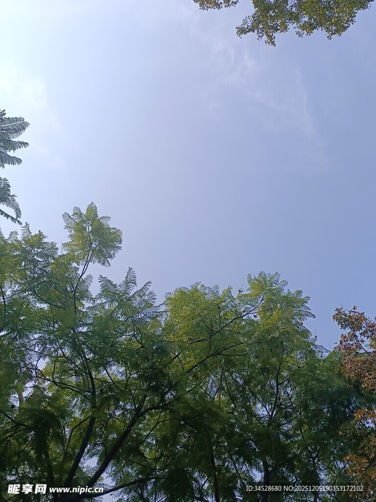仰视绿树蓝天的自然景致