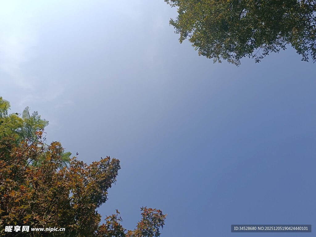 仰望蓝天与繁茂树木