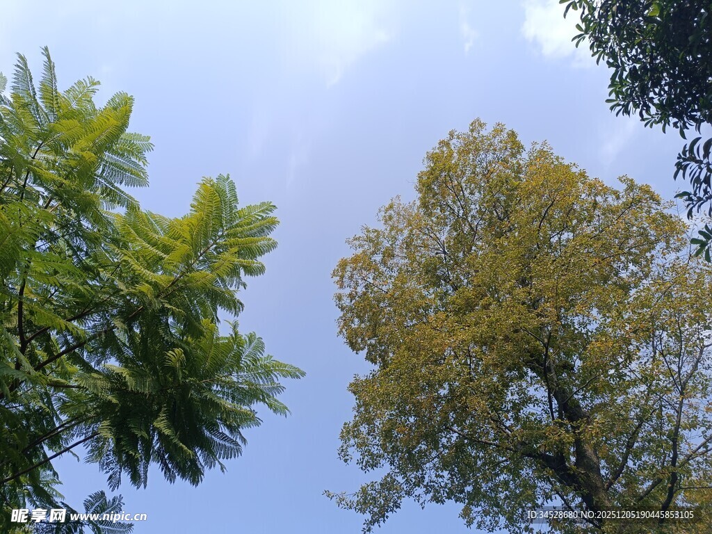 仰视绿树蓝天美景