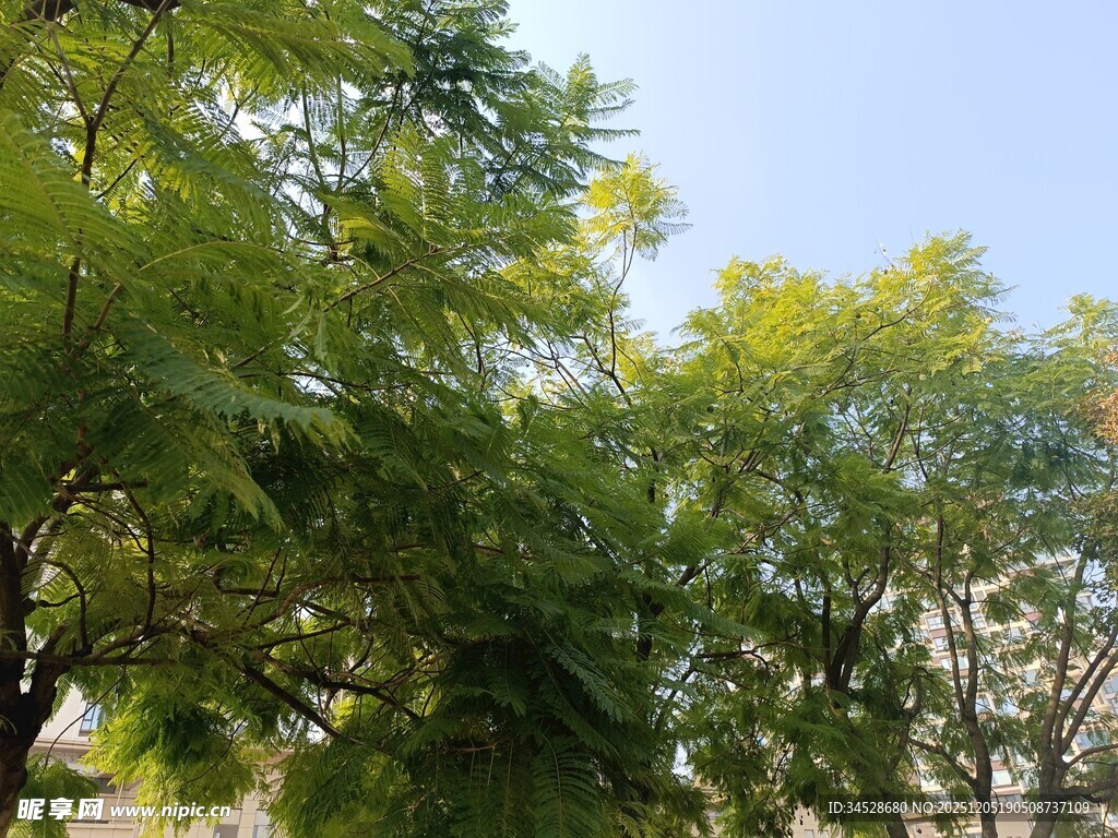 夏日葱郁绿树景观