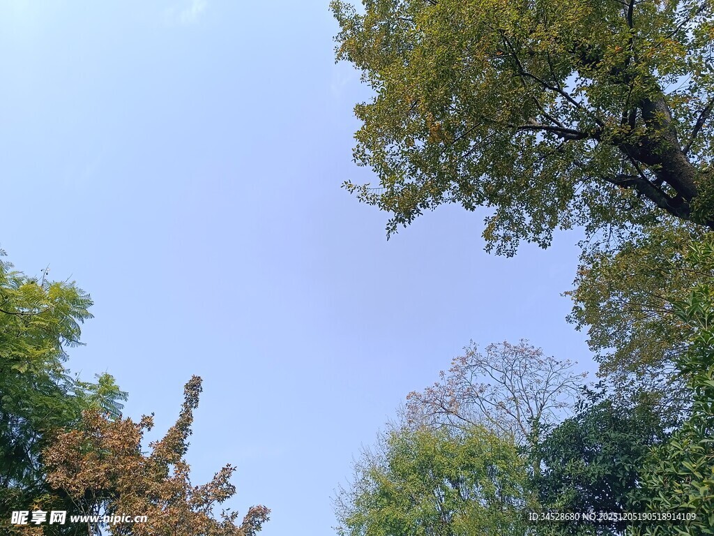 仰视葱郁树木与蓝天