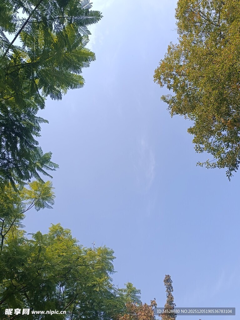 仰望蓝天绿树