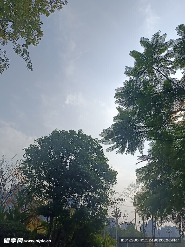 户外绿树蓝天自然景象